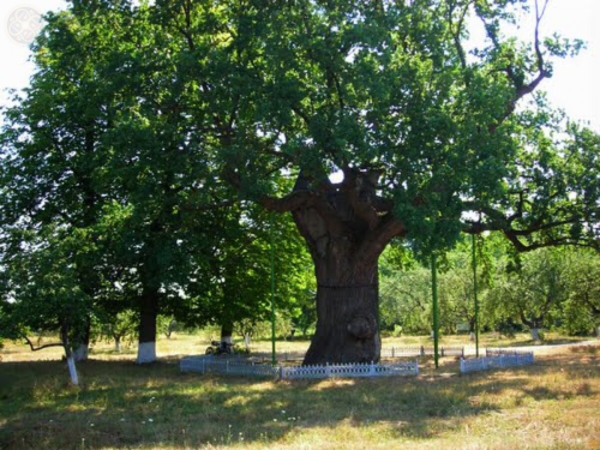 На Канівщині росте дуб, якому понад 600 років (Відео)